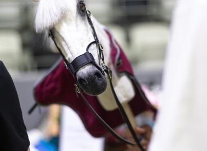 Międzynarodowe Zawody Hobby Horse — fotorelacja część 1
