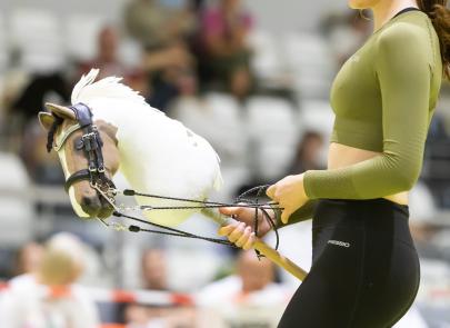 Międzynarodowe Zawody Hobby Horse — fotorelacja część 4